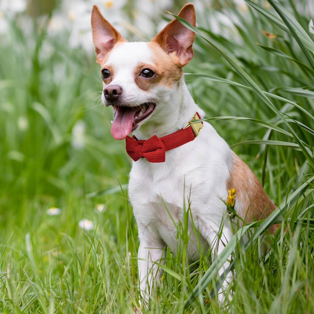 Pet Outing Set Collar and Leash