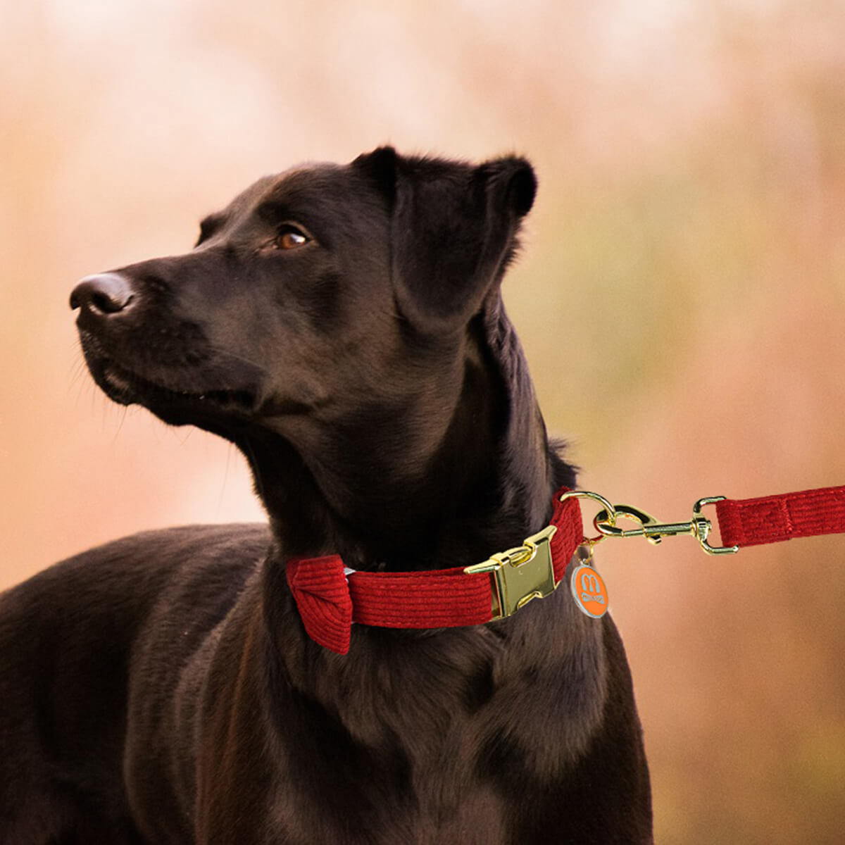 Pet Outing Set Collar and Leash