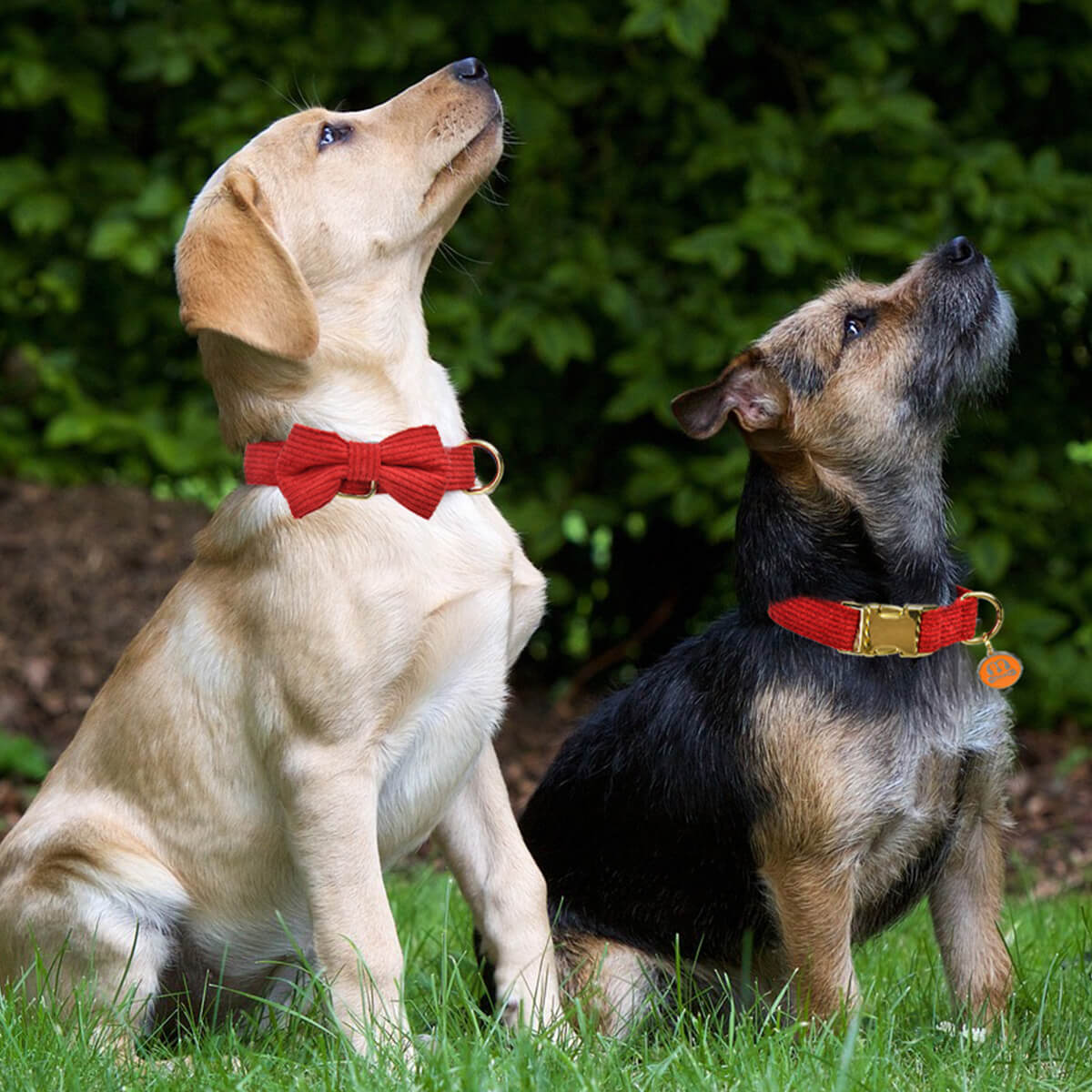 Pet Outing Set Collar and Leash