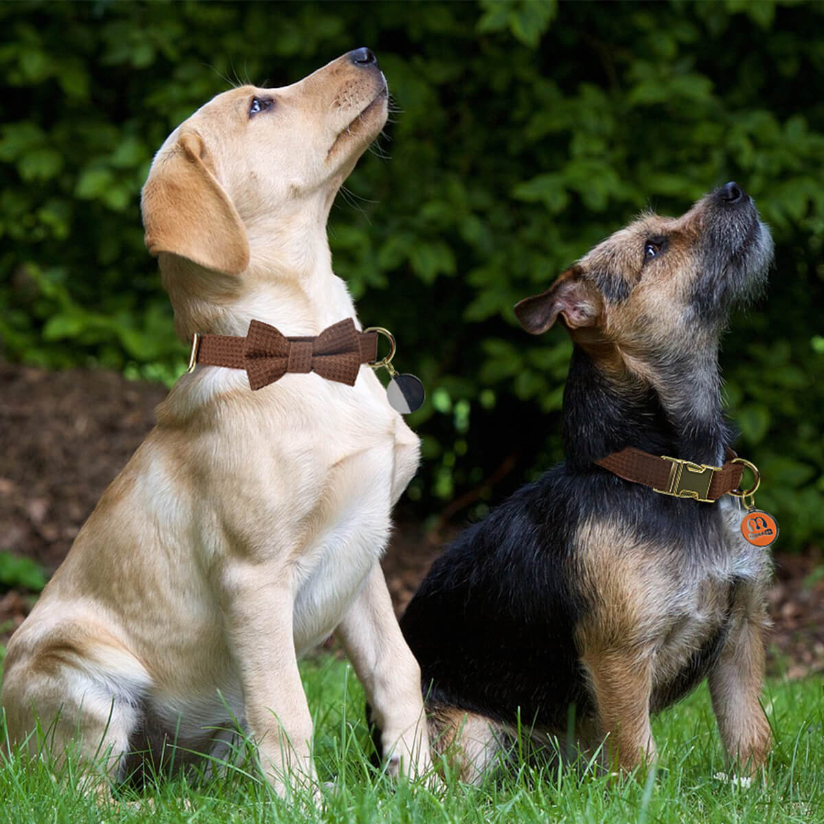 Dog Collar Leash Pet Outing Set