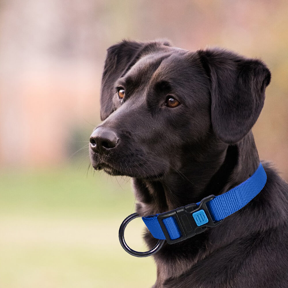 Dog Collar O Solid Color