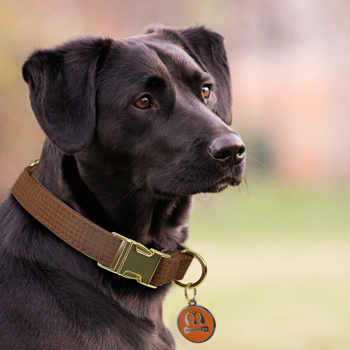 Dog Collar Leash Pet Outing Set
