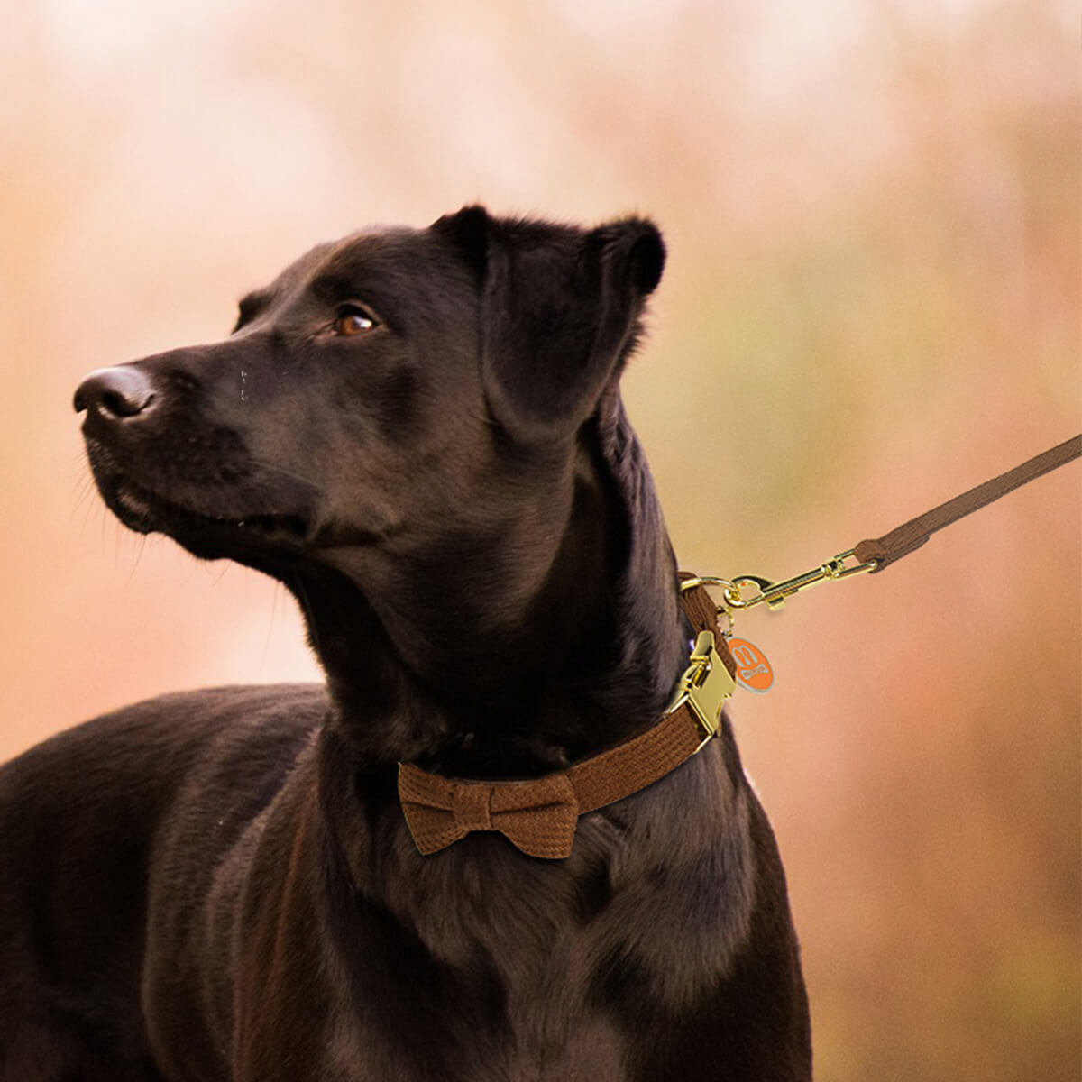 Dog Collar Leash Pet Outing Set
