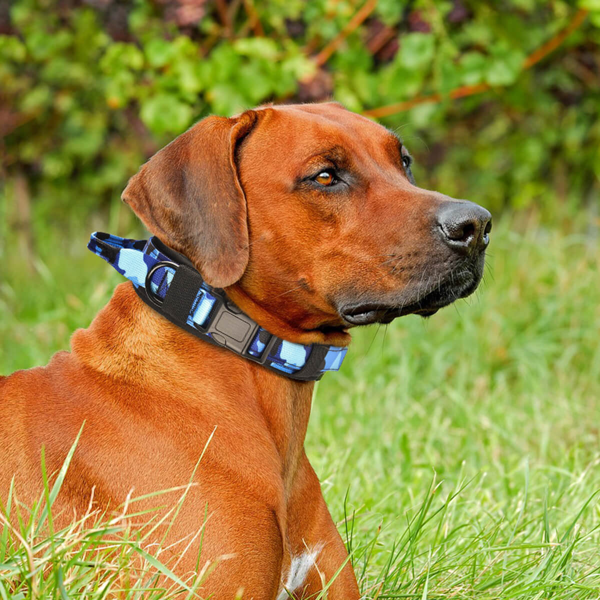 Camouflage No Pull Collar For Dogs