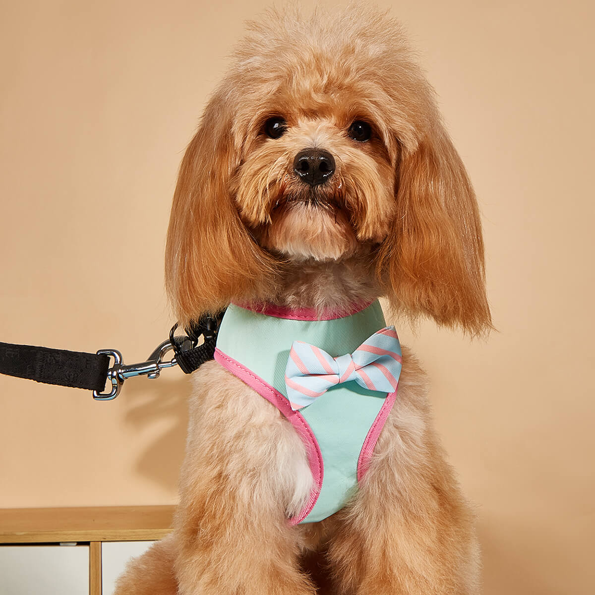 Bow tie solid color dogs harness
