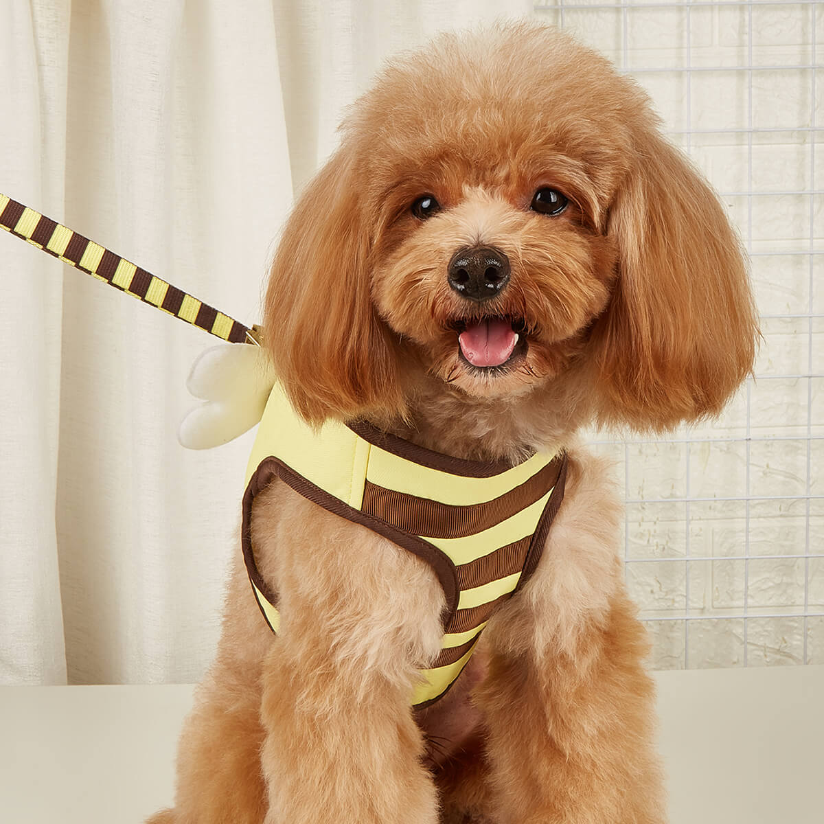 Little Bee Stripe Harness with Leash for Small Dog