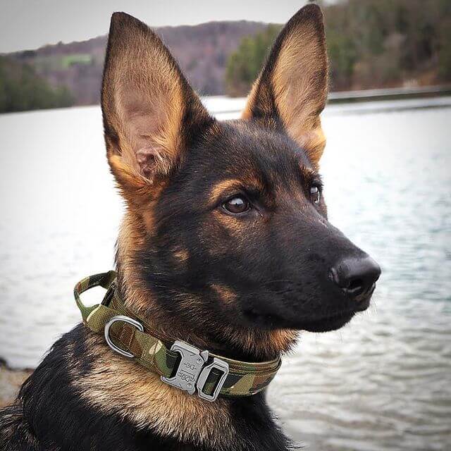 Camouflage Training Dog Collar for Large Dog