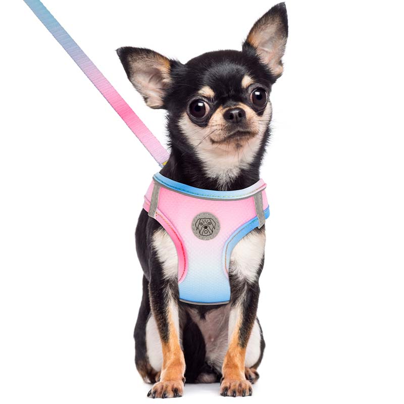Gradient Color Design Pet Harness for Small Dogs Harness Vest with Dog Leash