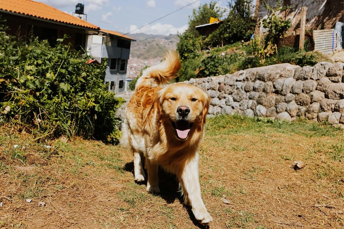How to Start a Pet Business