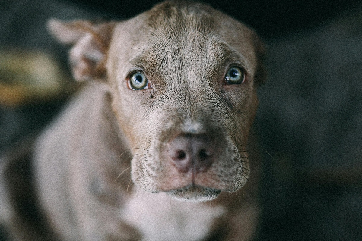 Why Are Dogs Better to Have