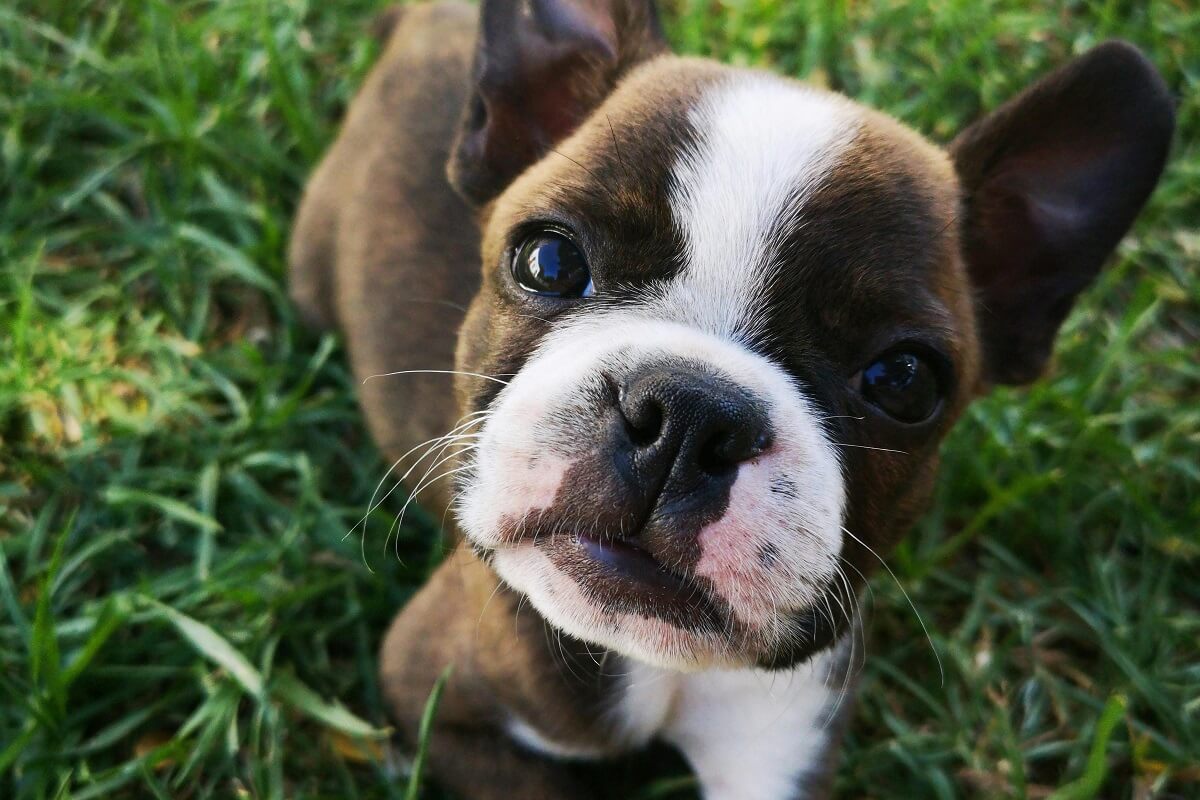 puppy-collar-1