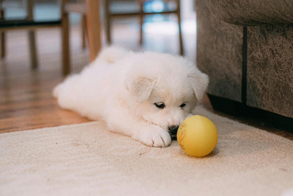 puppy-collar-3
