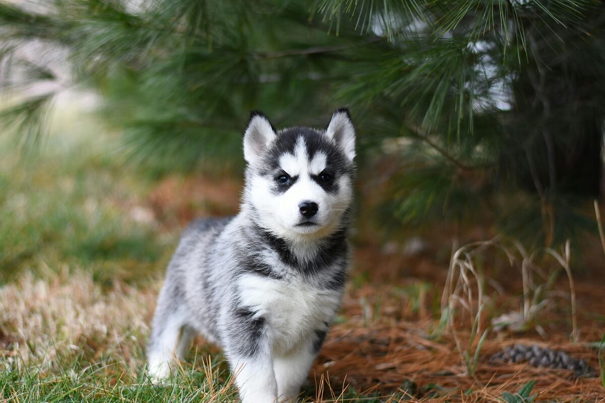 puppy-collar-4