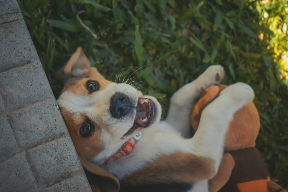 why do dogs roll on their toys-1