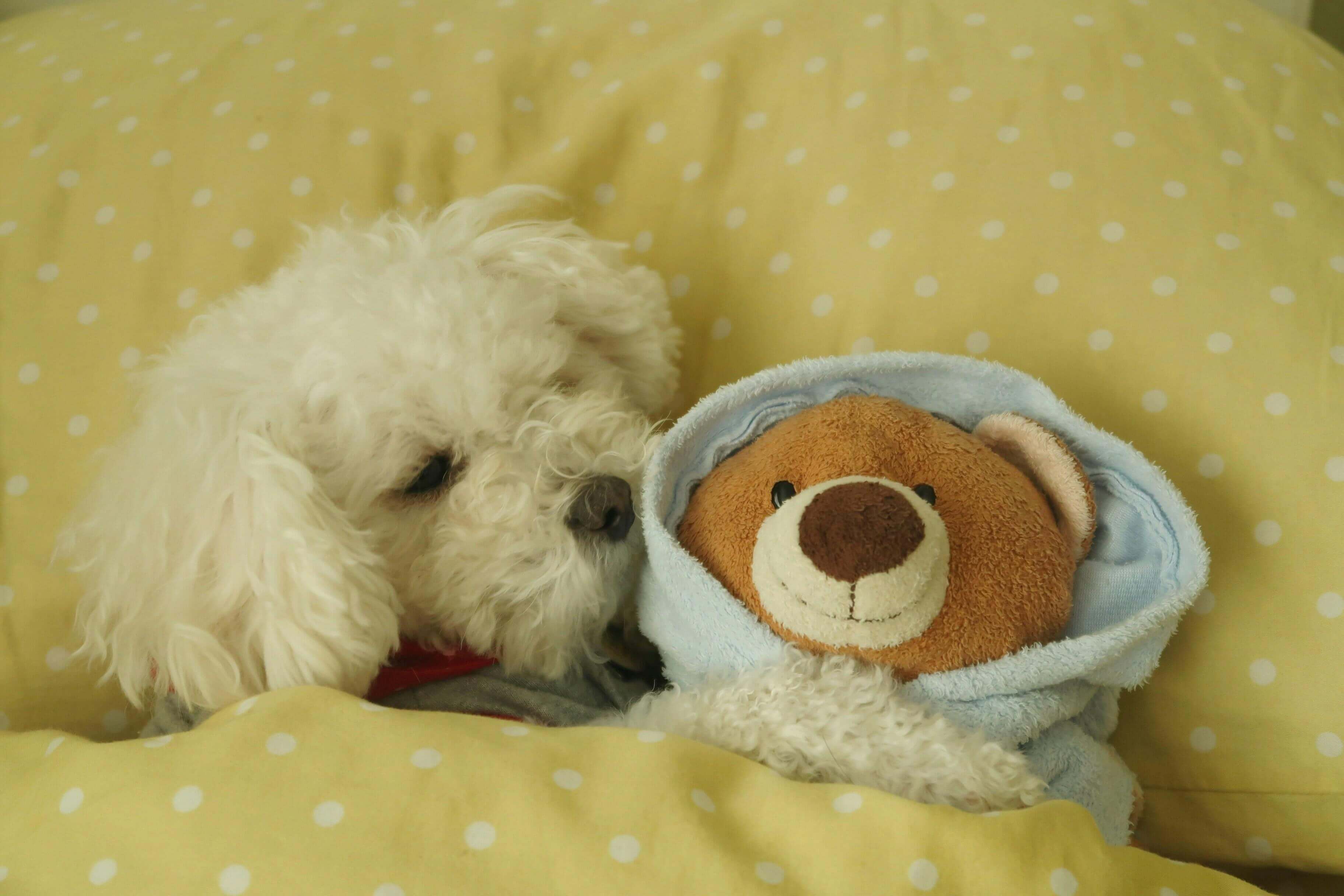 why do dogs roll on their toys-3