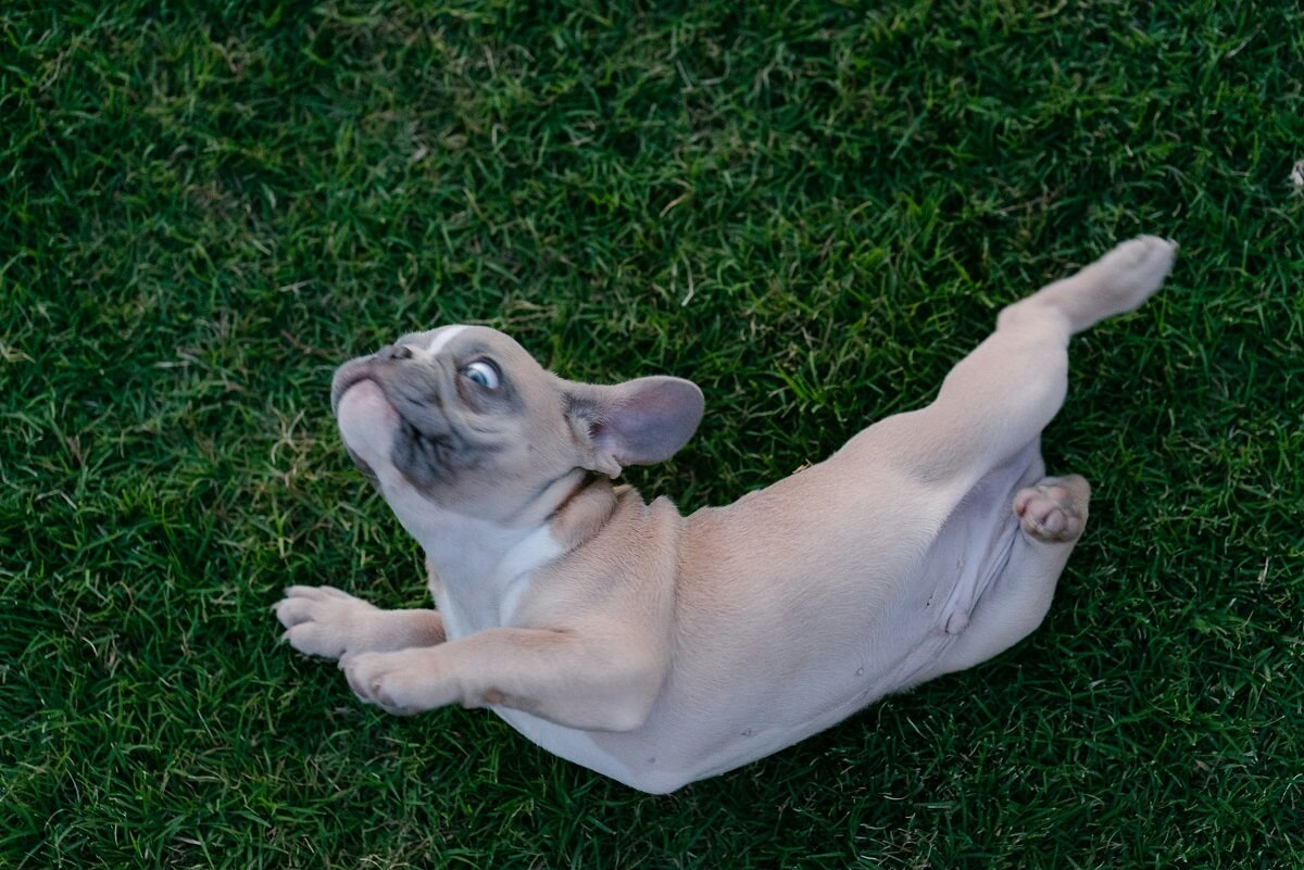why do dogs roll on their toys-5