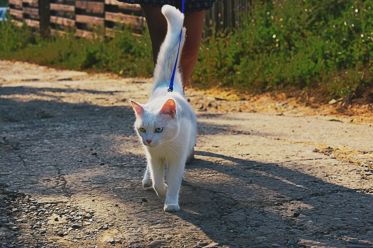 how to get a cat used to a collar-1