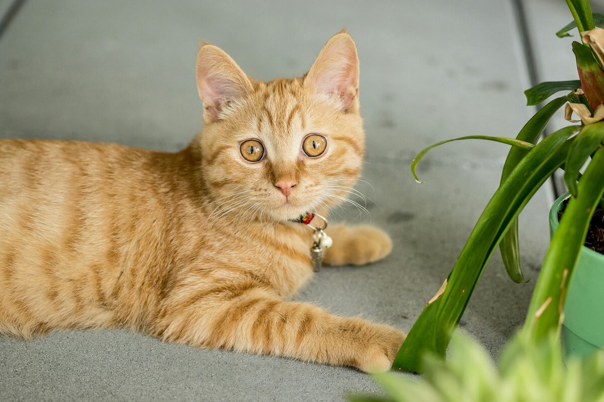 how to get a cat used to a collar-3