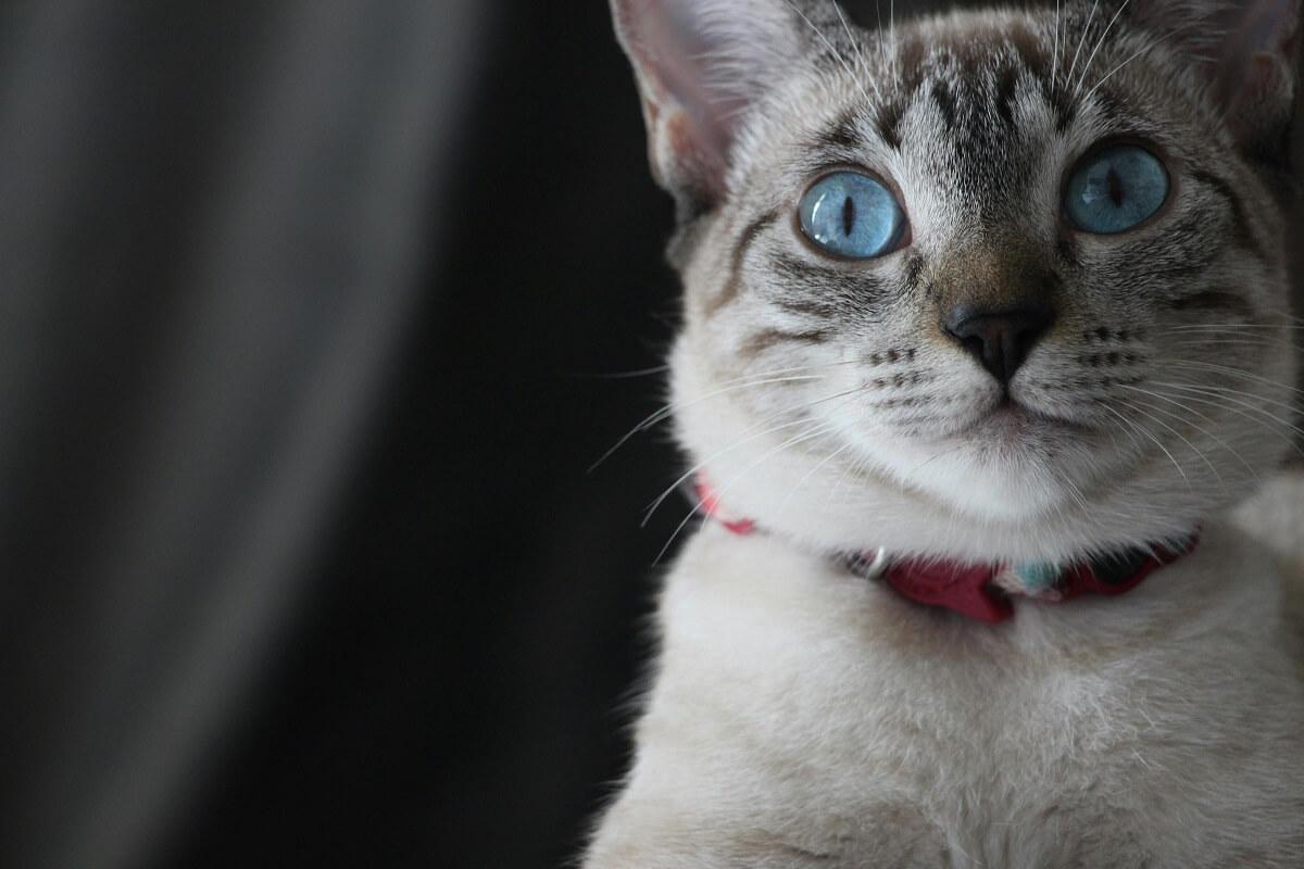 how to get a cat used to a collar-4