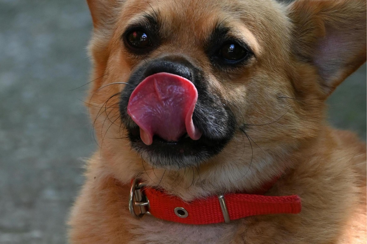 Why Do Dogs Lick Their Collars-1