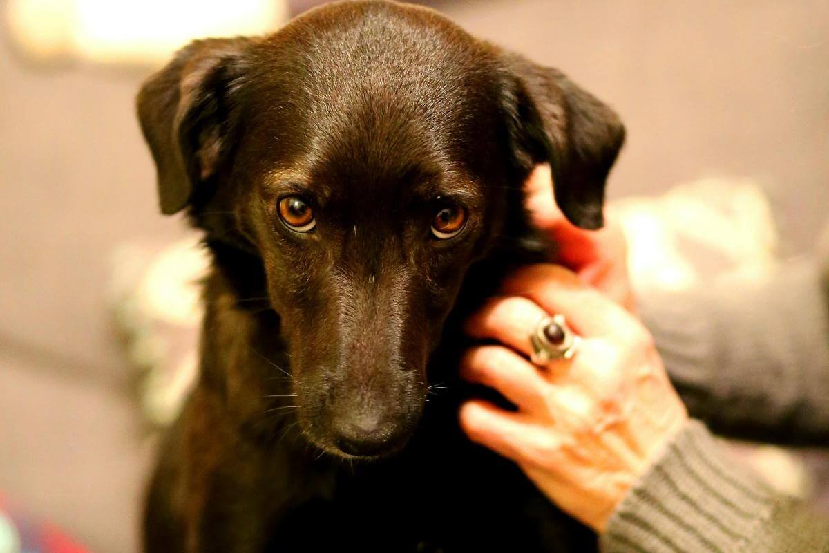 are harnesses bad for dogs-1
