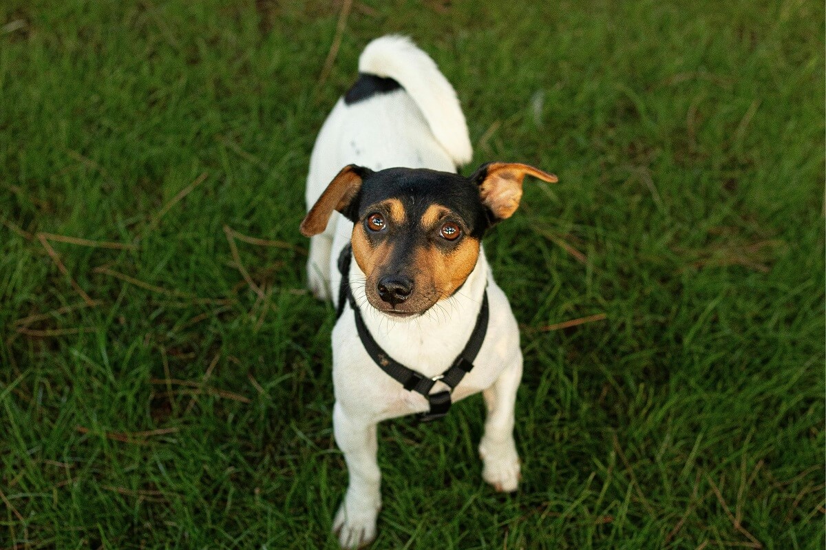 are harnesses bad for dogs-3