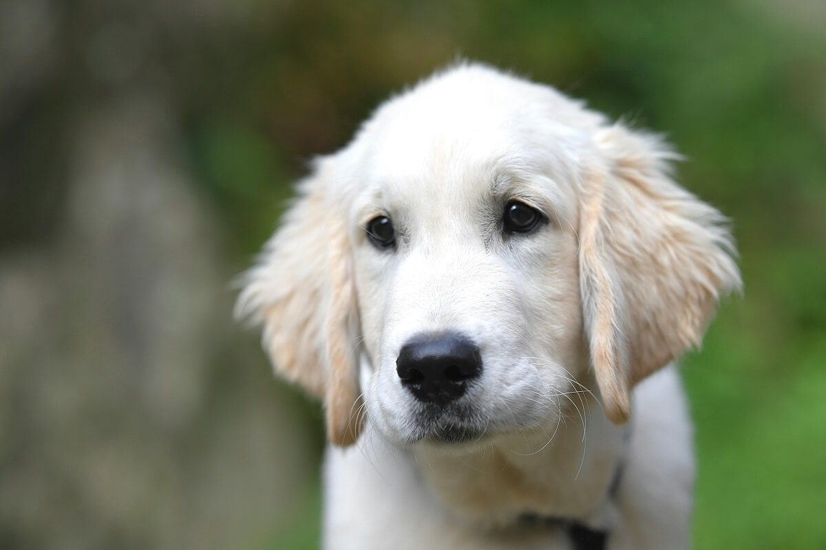 are harnesses bad for dogs-4