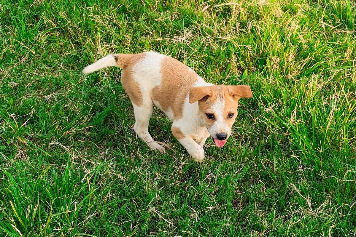 are harnesses bad for dogs-2