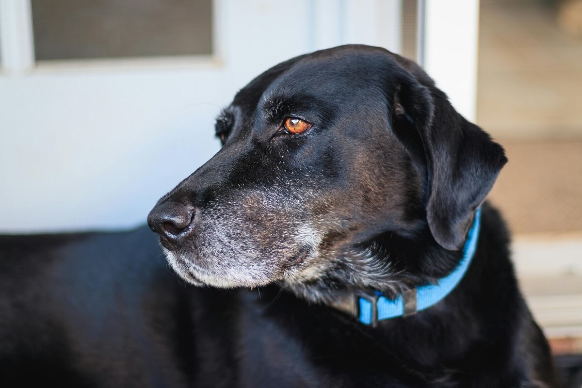 Wholesale dog collar