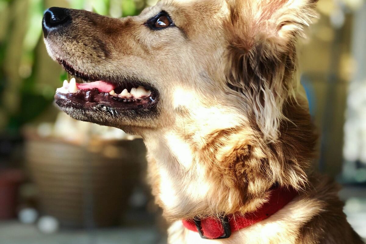 Wholesale dog collar-2