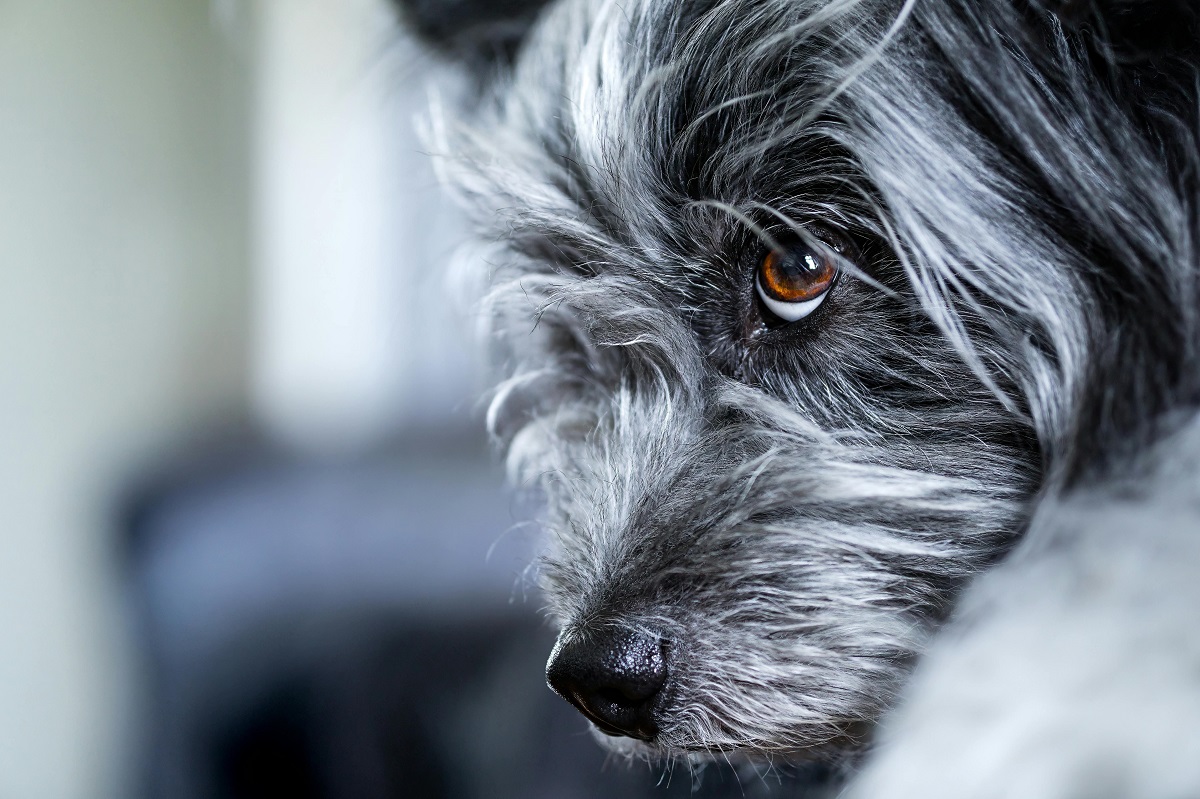 Is using a vibration collar harmful to a dog