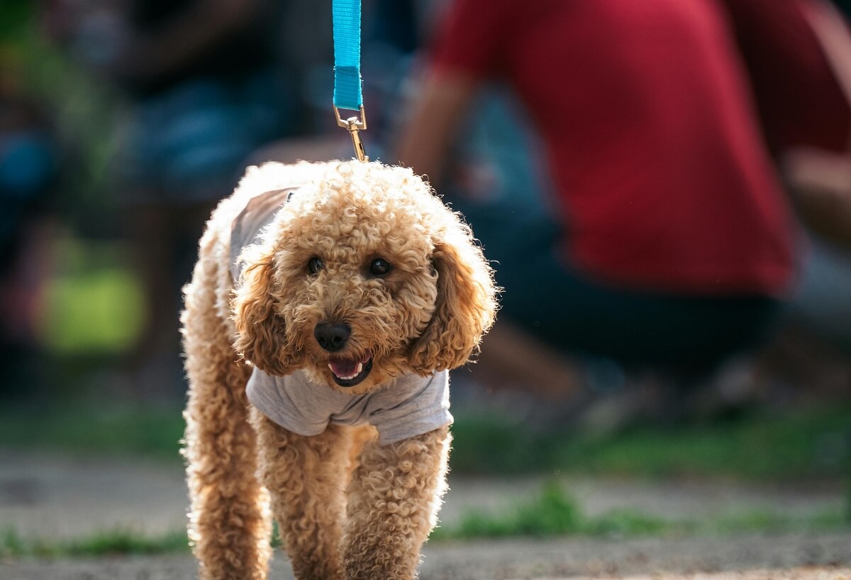 Poodles