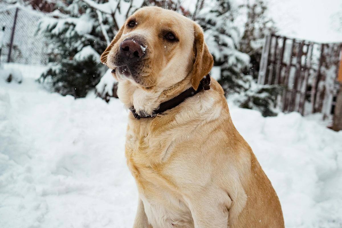 Labrador Retrievers