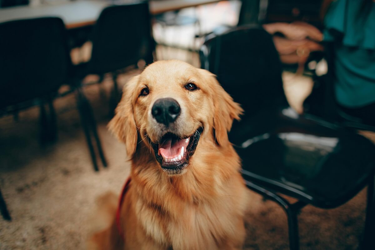 Golden Retrievers