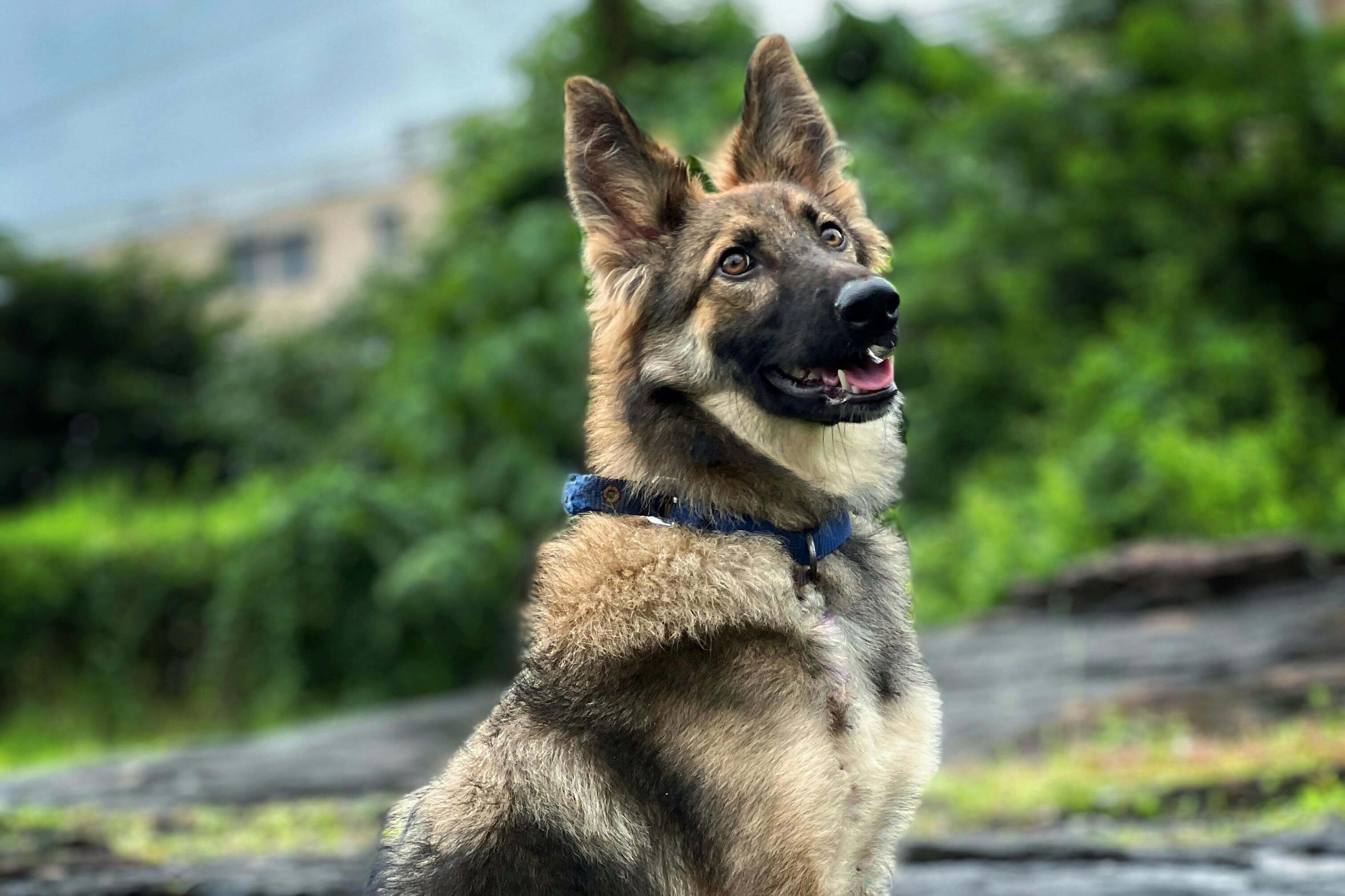German Shepherds