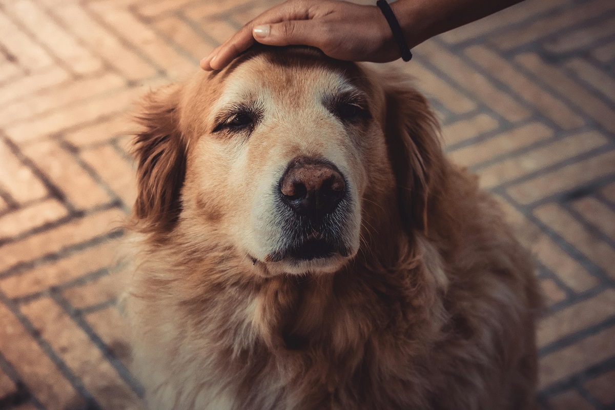 house training adult dog