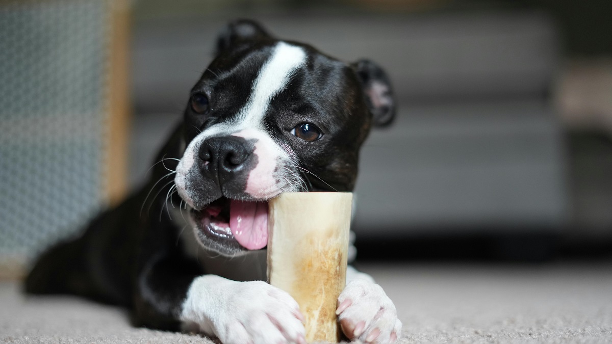 how do you train your dog not to bite