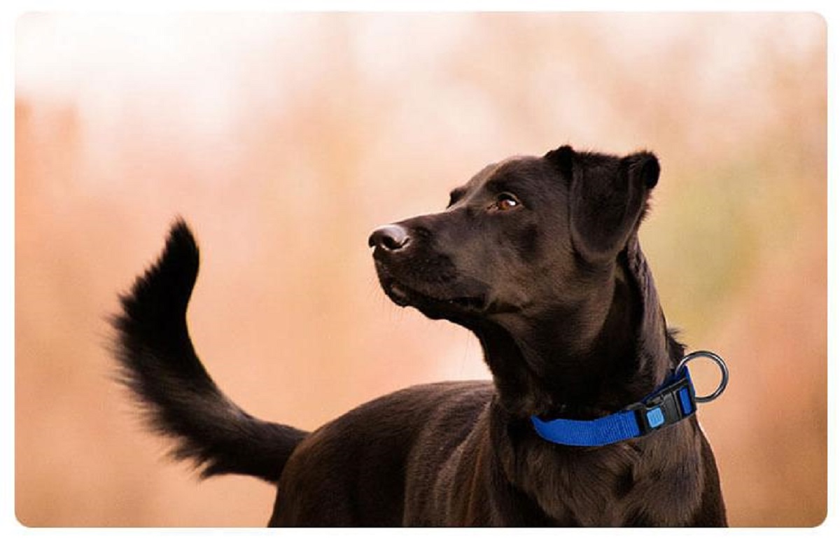 best training collar for dogs