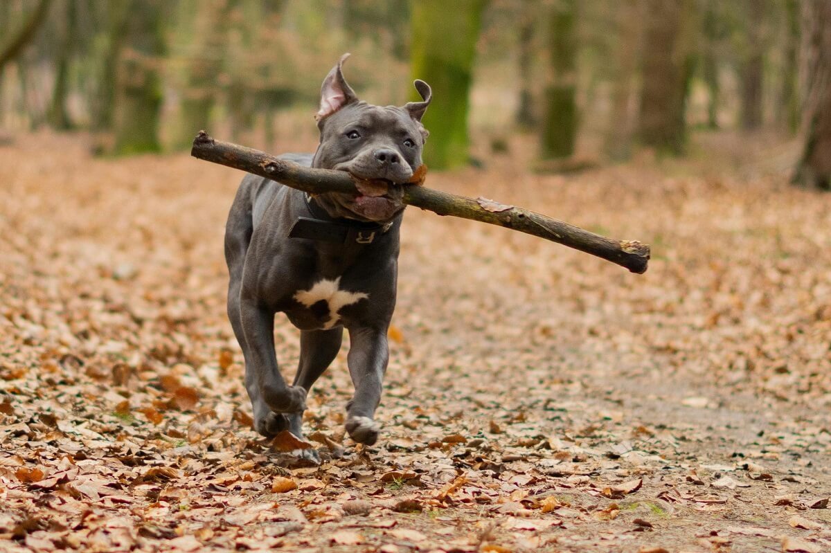 how to train a pitbull-1
