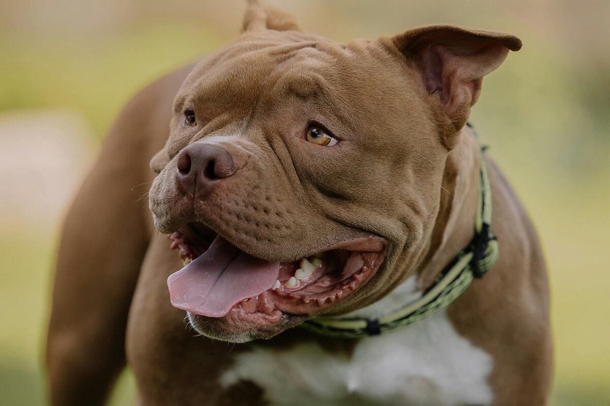 how to train a pitbull-2