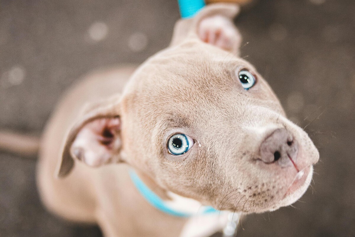 how to train a pitbull-3