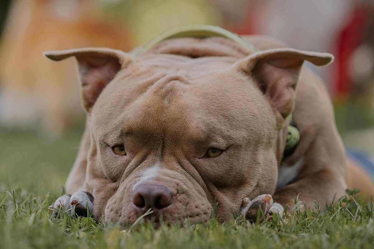 how to train a pitbull-4
