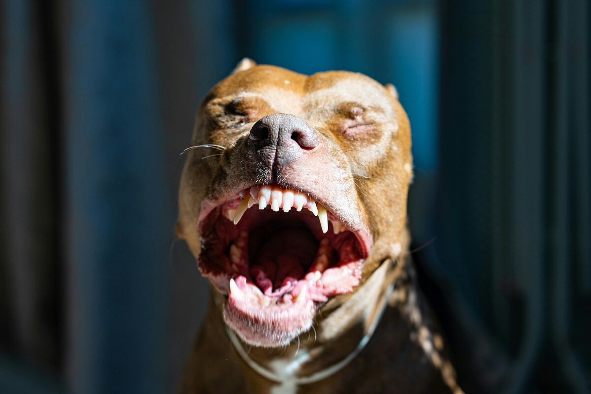 how to train a pitbull-5