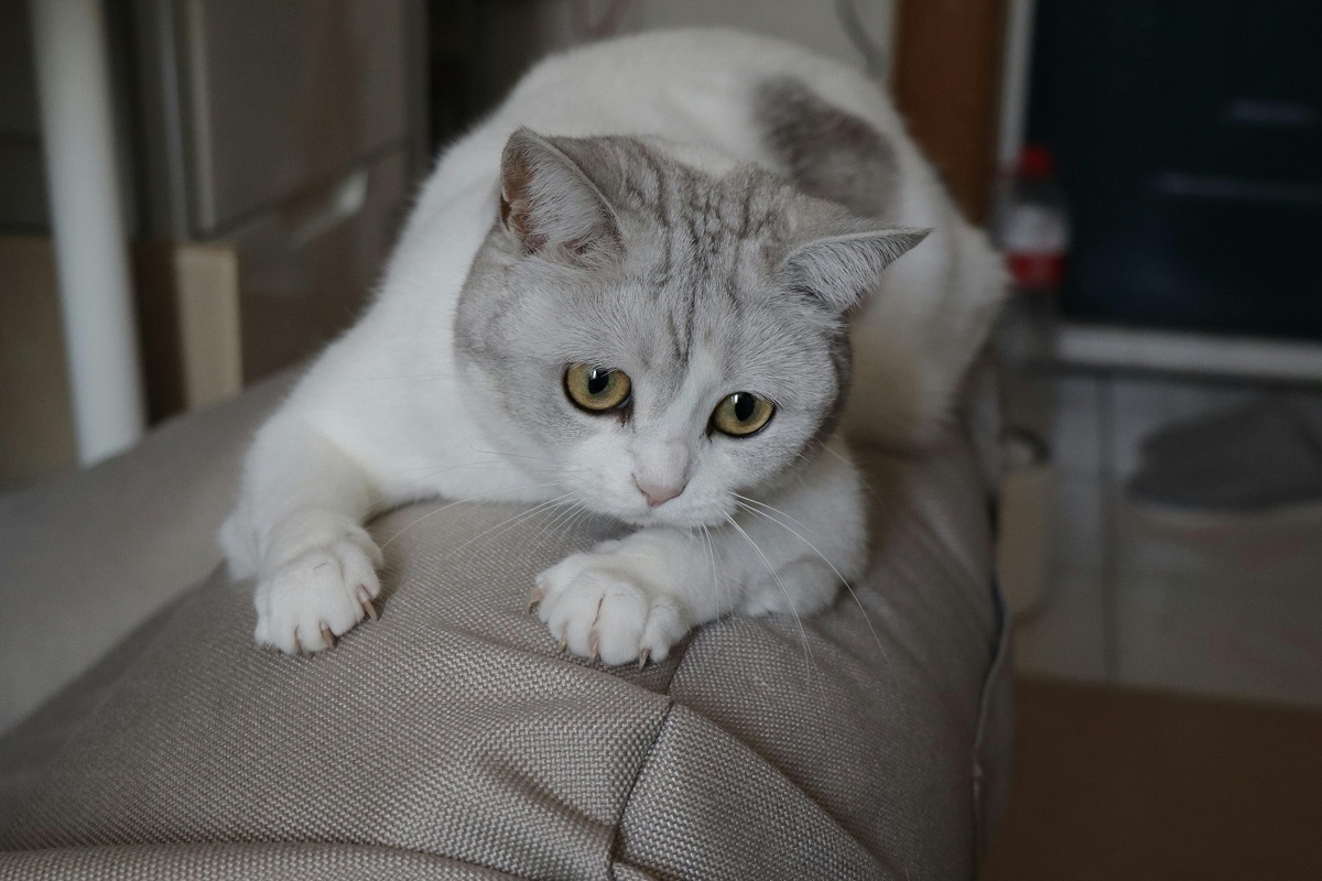 how to train a cat