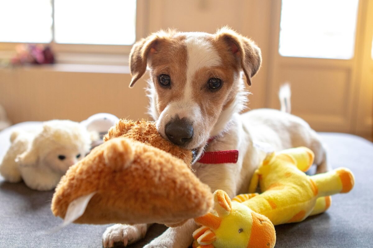 why do dogs shake their toys-1