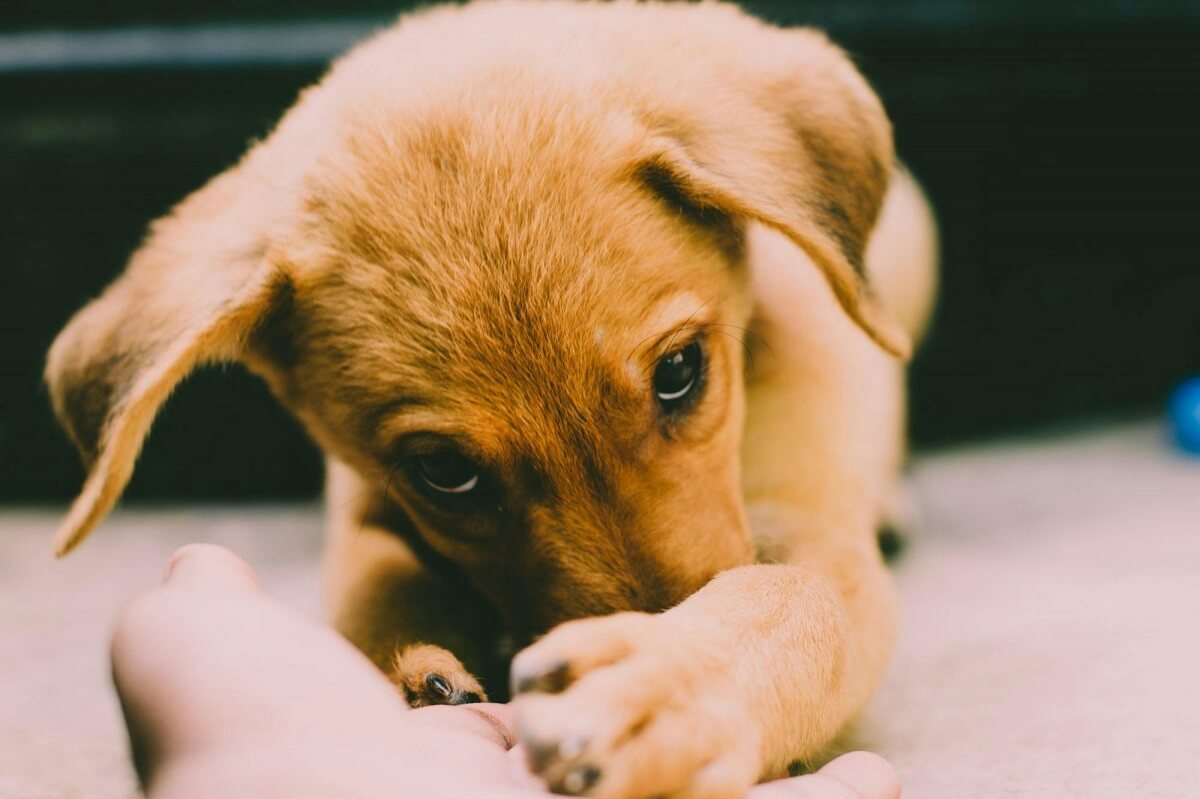 why do dogs shake their toys-2