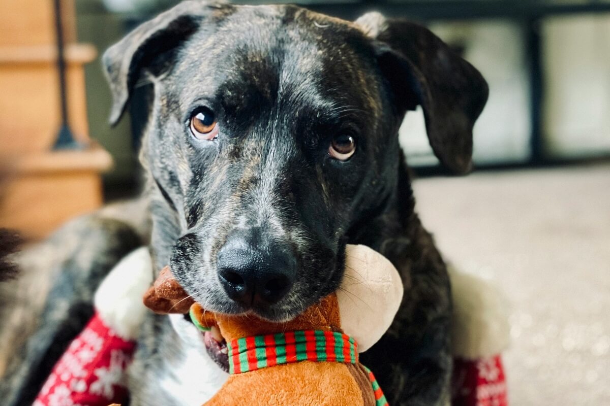 why do dogs shake their toys-5