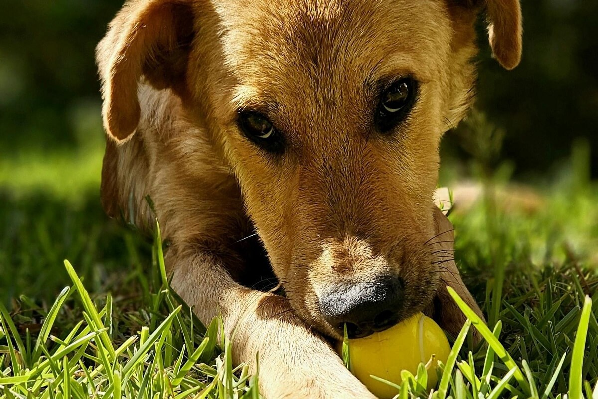 why do dogs shake their toys-4