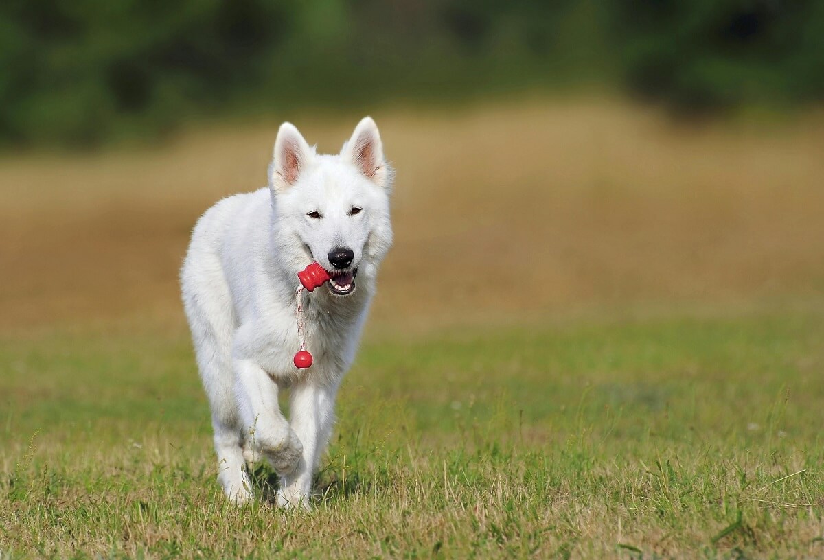 why do dogs shake their toys-7