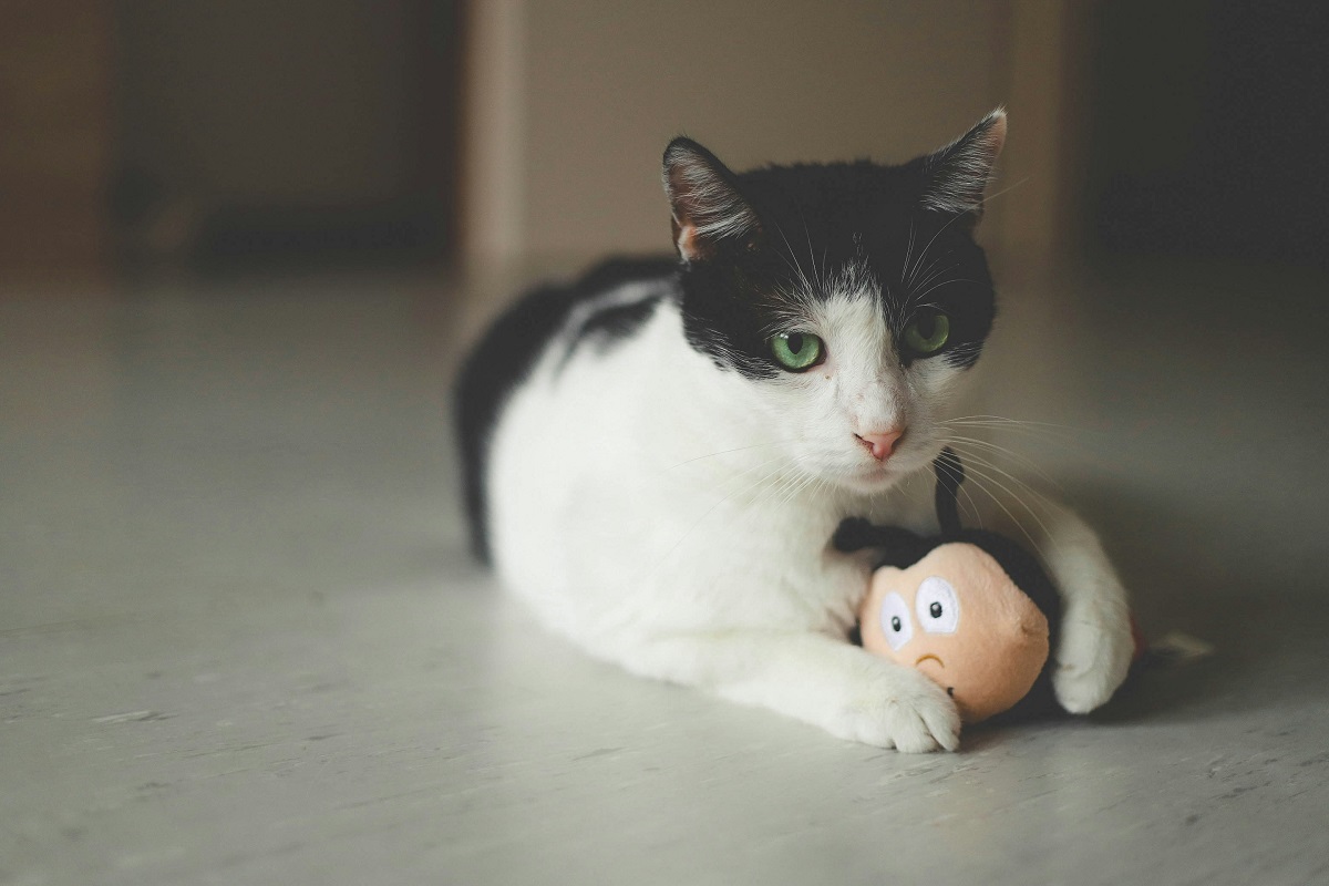 why do cats shake their toys-1